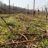 Weingarten nach vollendetem Rebschnitt mit Blick in die Fahrgasse