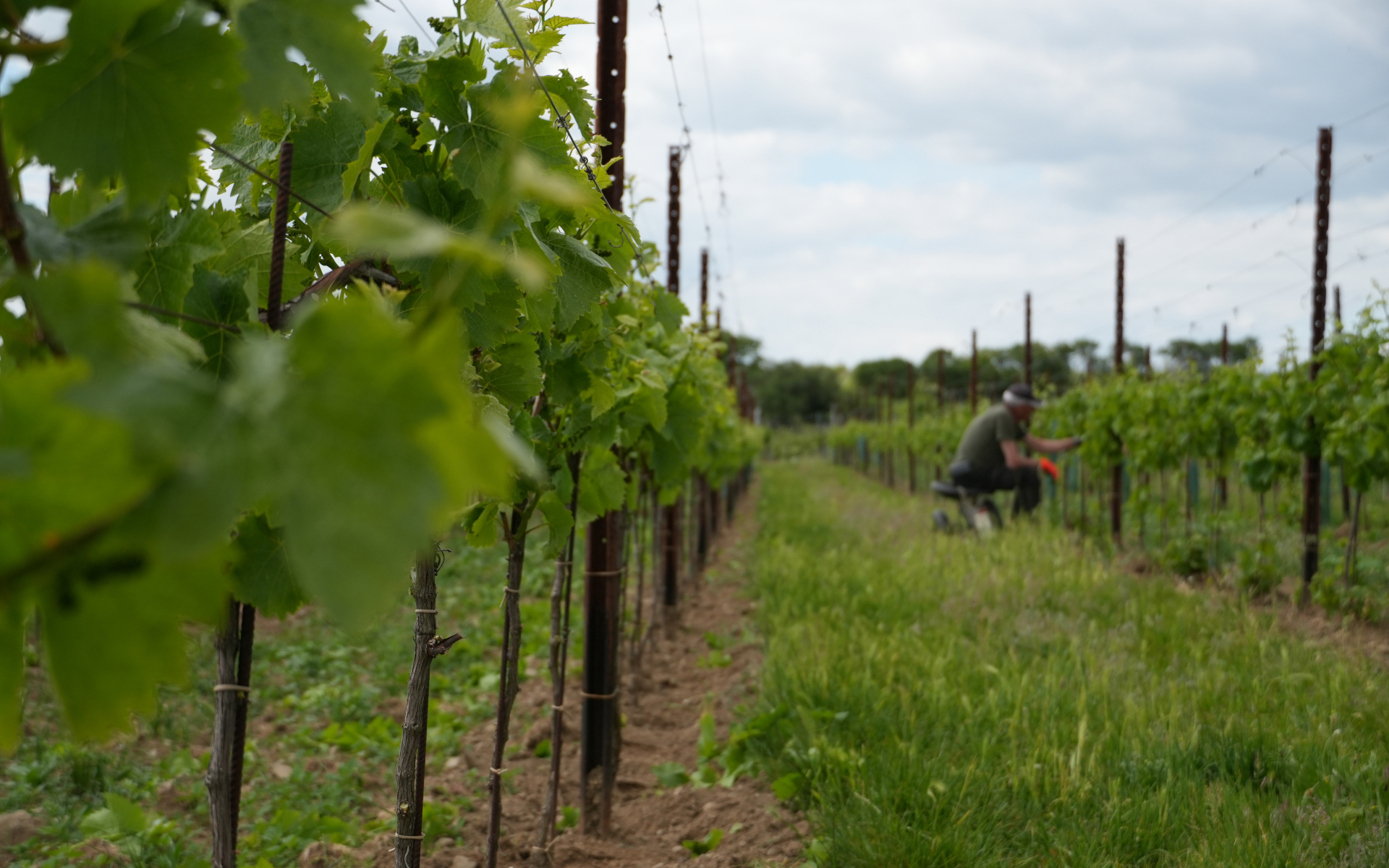 Summer in the vineyard